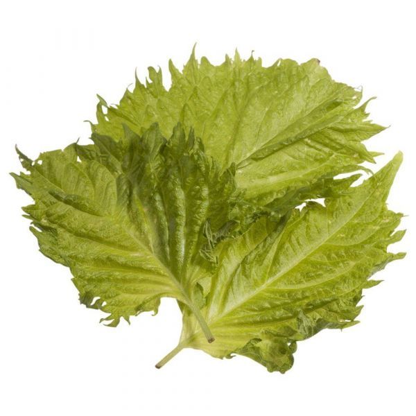 shiso